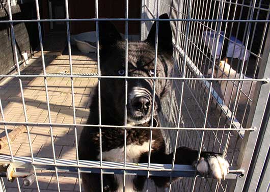 En av hundarna på Hundstallet som letar efter en ny familj.